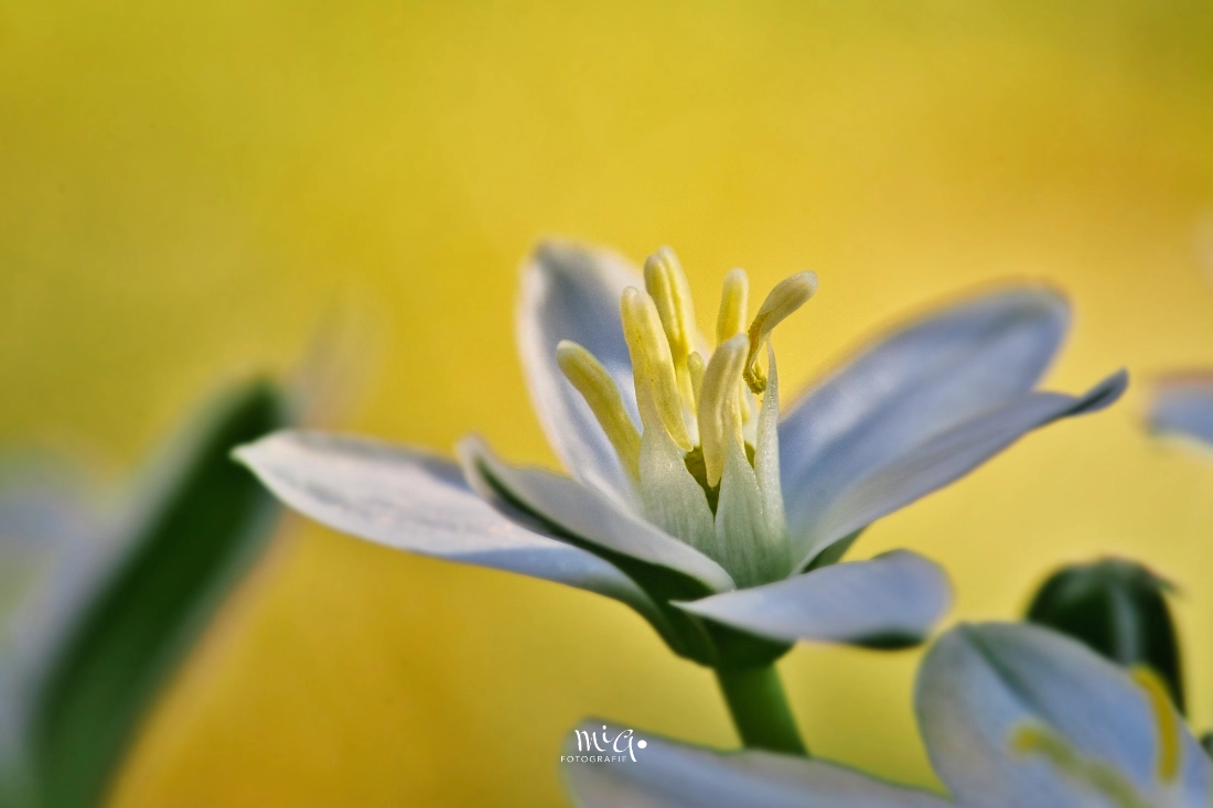 Nahaufnahme einer blühenden Nickenden Milchstern (Ornithogalum nutans) Blüte vor leuchtend gelbem, unscharfem Hintergrund. Makrofotografie mit klarem Fokus auf die gelben Staubblätter und weissen Blütenblätter.
